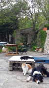 image_Gardiennage animaux séniors à domicile en échange d'un séjour à la campagne dans le Sud de la France